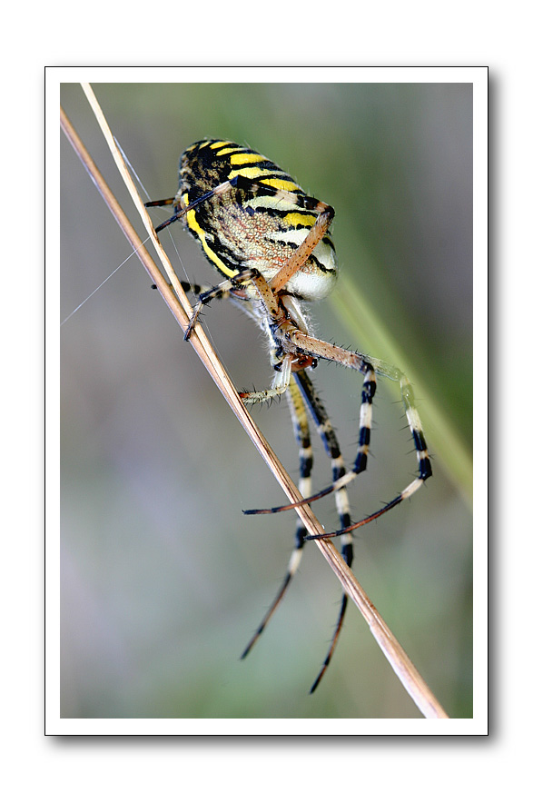 Argiope