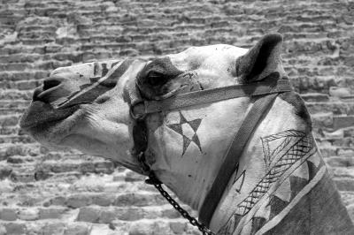 Camel Head Tattoo