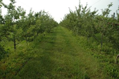 Apple Trees