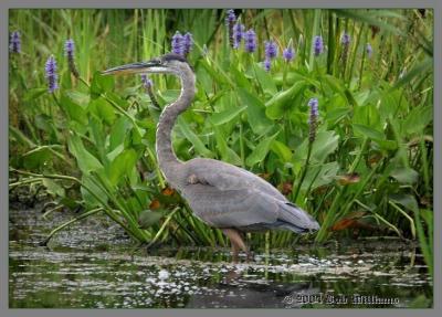 Blue Heron 16.JPG