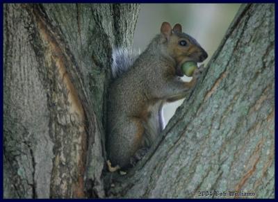 A Mouth Full.JPG