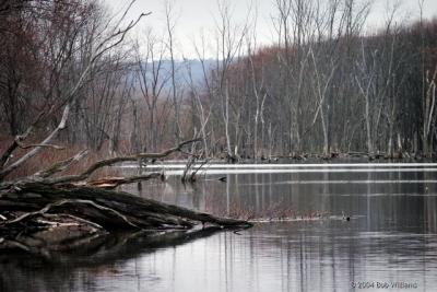 Brickpond Sanctuary.jpg