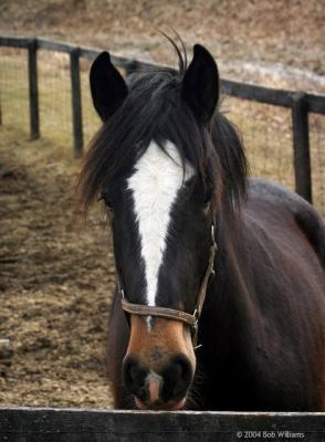 Local Clydesdale.JPG