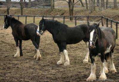 u41/rtw6/medium/33469453.LocalClydesdales.jpg