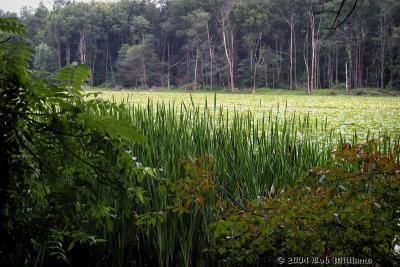 Brick Pond 2.JPG