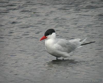 u41/rtw6/medium/33492754.CaspianTern.jpg