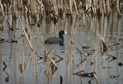 u41/rtw6/medium/33492780.BlackScoter.jpg