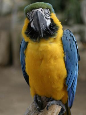Del Mar Animal Hospital