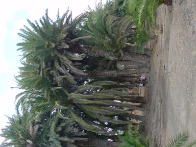 DSC03690.jpg
