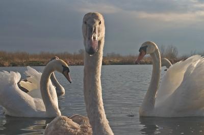 CRW_7539pf.jpg