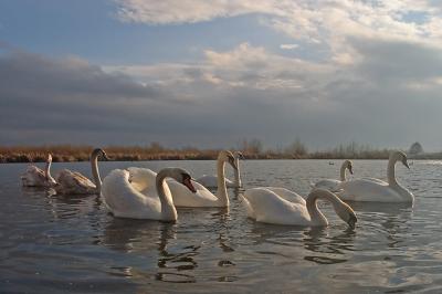 CRW_7548pf.jpg