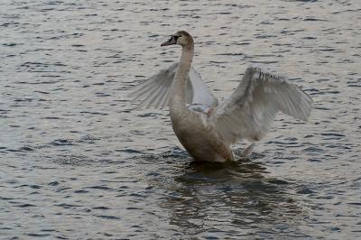 CRW_7559pf.jpg
