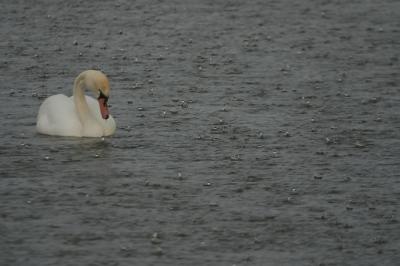 CRW_7573pf.jpg