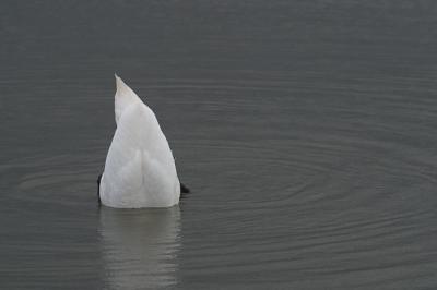 CRW_7581pf.jpg