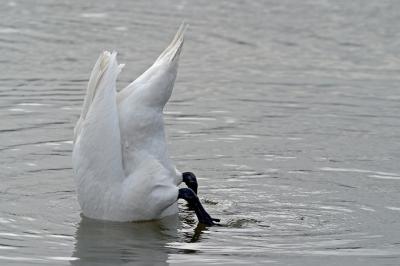 CRW_7592pf.jpg