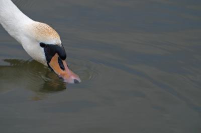 CRW_7599pf.jpg