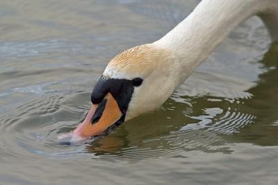 CRW_7601pf.jpg
