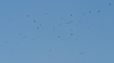 CRW_0534_800.jpg