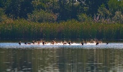 CRW_0521_800.jpg