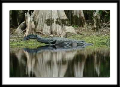 gator Fisheating creek