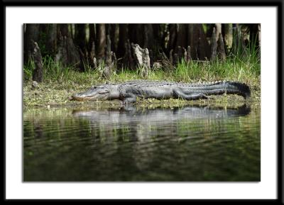 gator2.jpg