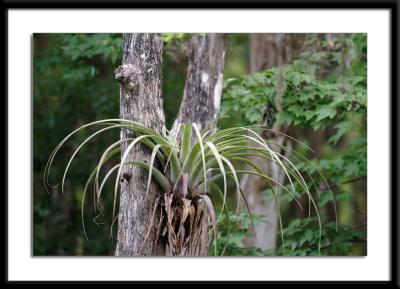 airplant.jpg