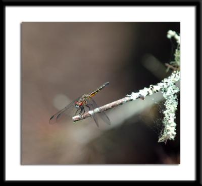 dragonfly.jpg