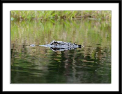 gator3.jpg