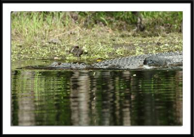 gatorbank.jpg