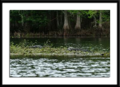 gatorisland.jpg