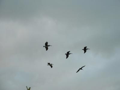 Pelicans in flight