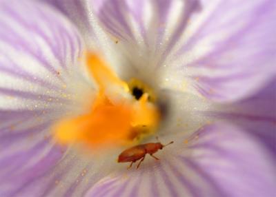 Bug in a crocus #2