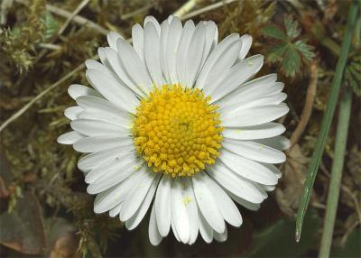 Mini daisy