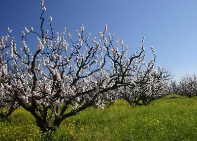 An apricot orchard near our house.