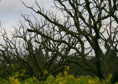 Apricot Orchard