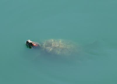 A turtle in the pond