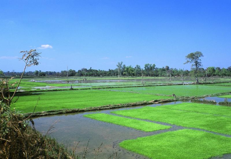 Rice Paddies