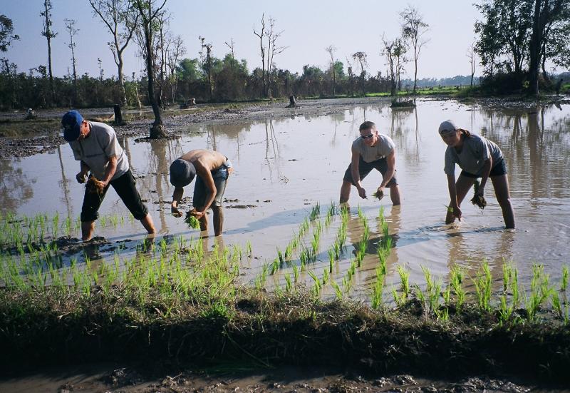 Helping Plant The New Seasons Rice (note my nice straight lines!)