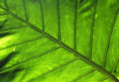 Leaf