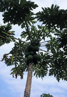 A Papaya Tree
