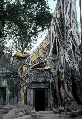 Inside Ta Phrom