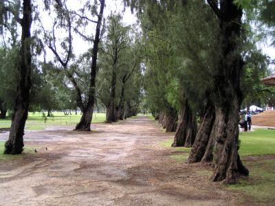 Ironwood Tree  Tunnel