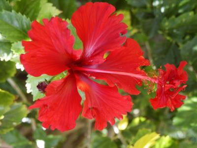 Native Red Hibiscus