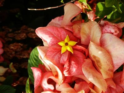 Mussaenda Rosa