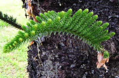 New growth, Norfolk Pine