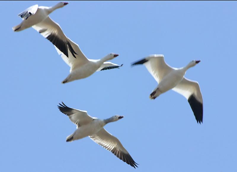 Snow Geese overhead