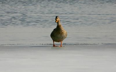 Duck