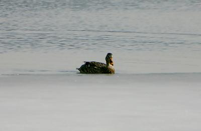 Duck 2