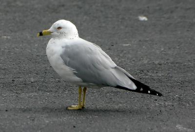 Seagull on Parking lot