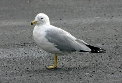 Seagull on Parking lot